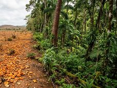 Las cáscaras de naranja le devolvieron la vida a este terreno.&nbsp;