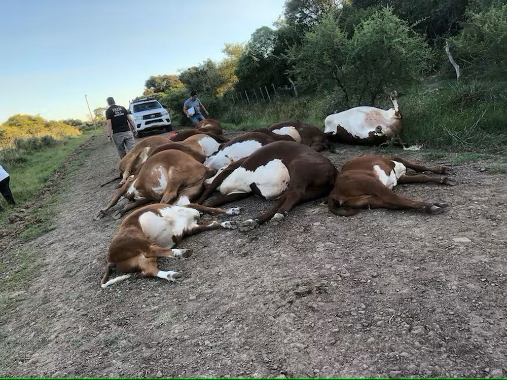 Corrientes: un tendido eléctrico cayó sobre un camino vecinal, mató 16 animales y cuatro personas se salvaron de milagro.