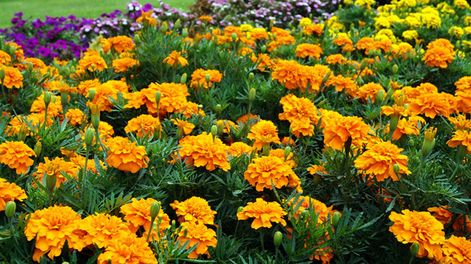 Sus pétalos color naranja la destacan entre las especies del jardín, interiores o balcón. Ideal para sembrarla en estos días.