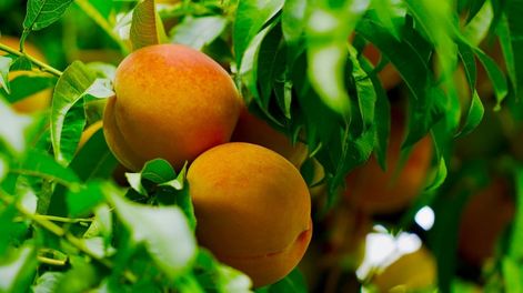 Los Andes | La provincia es la principal productora de durazno para industria, y en los últimos años viene apostando por nuevas variedades y sistemas de cultivo intensivos. Imagen: gentileza Innovafruit.