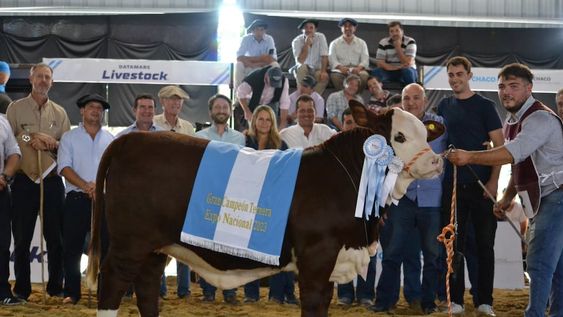 Gran Campeón Ternera, presentada en conjunto por las cabañas Doble Zeta y La Pasión, de las provincias de Santiago del Estero y Mendoza. Foto: Gentileza Expoagro