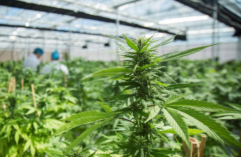 Uso medicinal. Actualmente existe un mercado paralelo sin mayores controles de calidad.