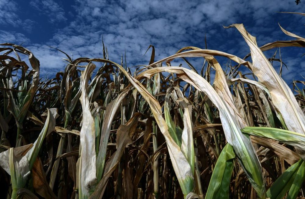 La ONU advierte: 70% posibilidades de que se produzca el fenómeno El Niño a fin de año