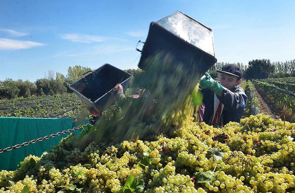 Según las estadísticas del INV, se espera que en Mendoza se cosechen 10.138.700 quintales, cuando hace un año la producción fue de 13.243.217.