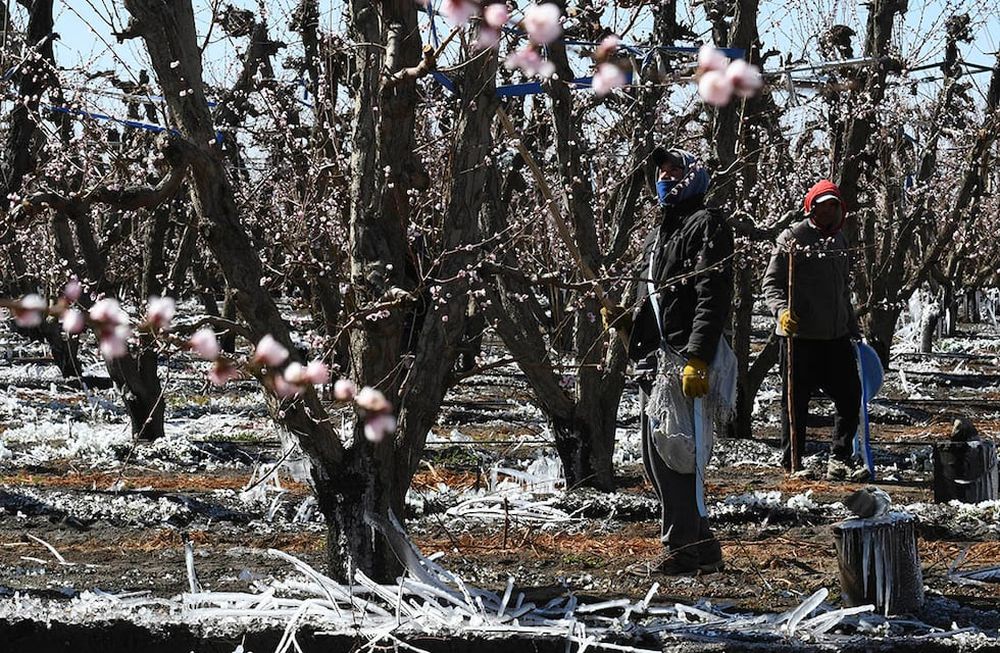 Especialistas y productores coinciden en que la falta de lluvias y los pronósticos de una primavera seca, pueden intensificar los daños en los cultivos mendocinos.