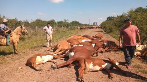Corrientes: un tendido eléctrico cayó sobre un camino vecinal, mató 16 animales y cuatro personas se salvaron de milagro.