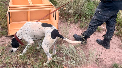 Nol, perro de la Policía de Mendoza, esclareció un robo en San Rafael.