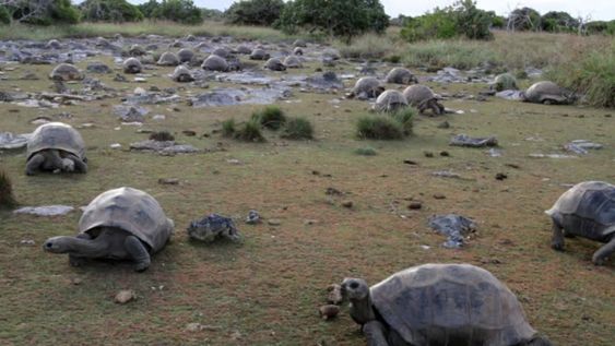 Las tortugas gigantes suelen considerarse especies con una influencia ecológica importante en los territorios donde viven.