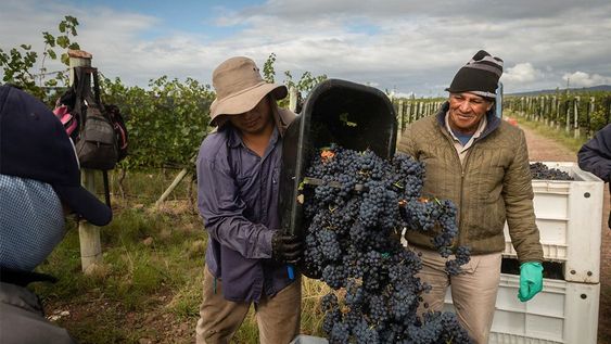 Los trabajadores del campo de Mendoza y Jujuy pueden seguir cobrando $10.000 mientras no haya actividad, más la AUH y la Tarjeta Alimentar. Foto: Ignacio Blanco / Los Andes