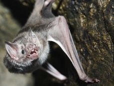 Murciélago con rabia: qué se sabe del caso que activó una alerta en Mendoza (Imagen ilustrativa)