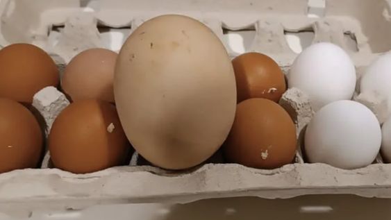 Esta es la primera vez que Pedro y Lorena experimentan algo así, ya que hasta ahora sus gallinas habían producido huevos de tamaño normal. Gentileza: Clarín.