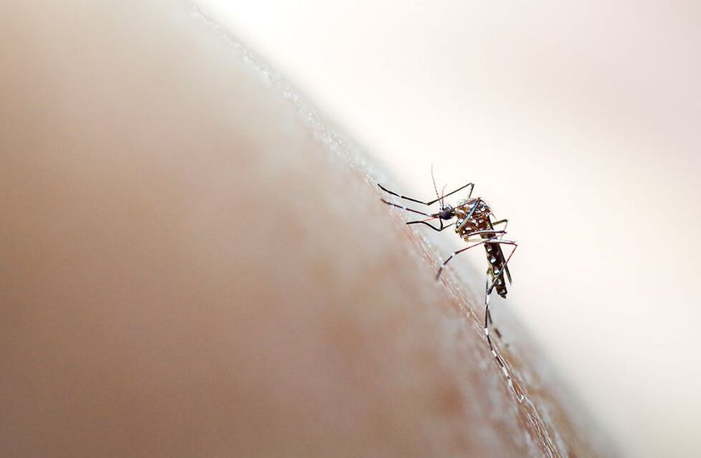 Dengue: hay que reforzar las medidas de prevención