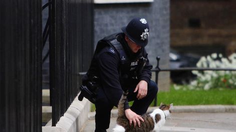 El asesino en serie de gatos en Londres resultó ser el que menos esperaban