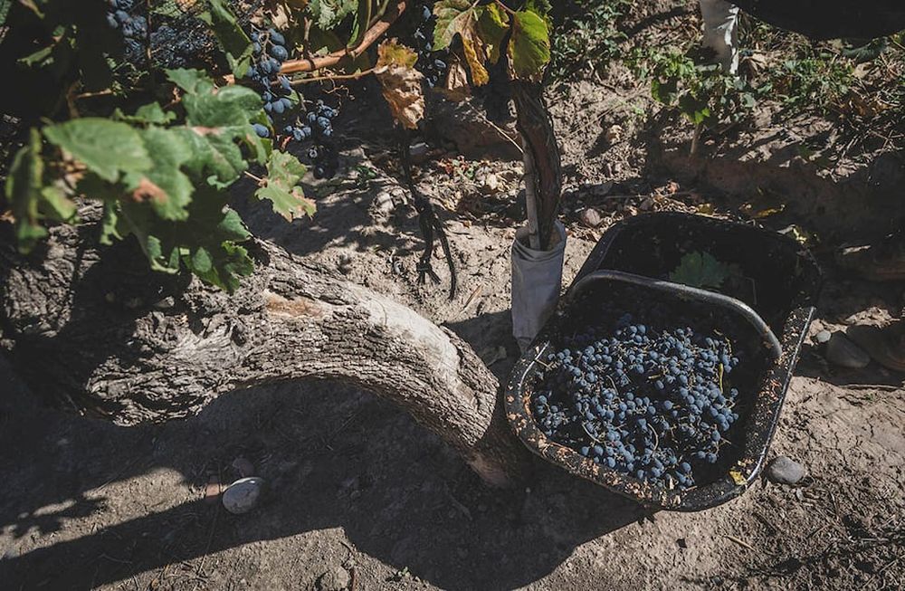 Uva Malbec.    Foto: Ignacio Blanco / Los Andes