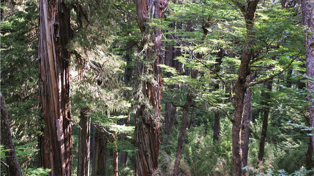 Riqueza vegetal. Bosque de lengas de la zona del Tronador, una montaña volcánica, ubicada en la cordillera de los Andes, Parque Nacional Nahuel Huapi.