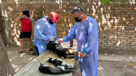 San Martín avanza con un hospital veterinario en medio de una crisis de control animal.