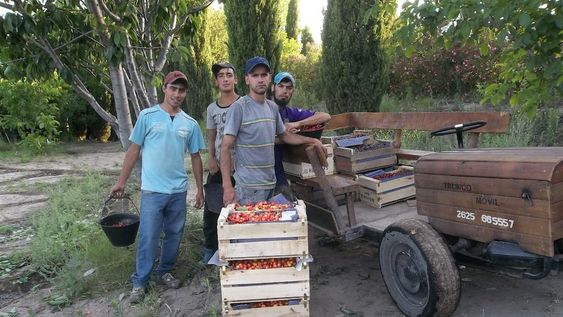 Los cosechadores. La familia Polkosnik le cambiaron la fisonomía a Punta del Agua y en medio de los cerros empezaron a producir cereza.