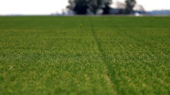 La segunda ola de demanda implica que no sólo se desea un producto con valor agregado, sino que se requiere que tenga ciertos estándares que otorgue calidad superior, acorde a la diferencia de precio que se paga por el producto.