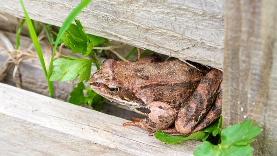 Podemos armar a los sapos casitas bajo las luces del jardín: por las madrugadas tendrán vía libre para cazar mariposas, grillos, cascarudos y otros insectos.