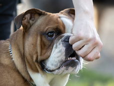 Cómo controlar la agresividad en perros y prevenir violencia, entre los cursos gratuitos disponibles online. Foto: Imagen ilustrativa (Freepik.es)