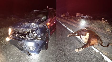 Tres camionetas chocaron con dos vacas en la ruta 40 (Lavalle)