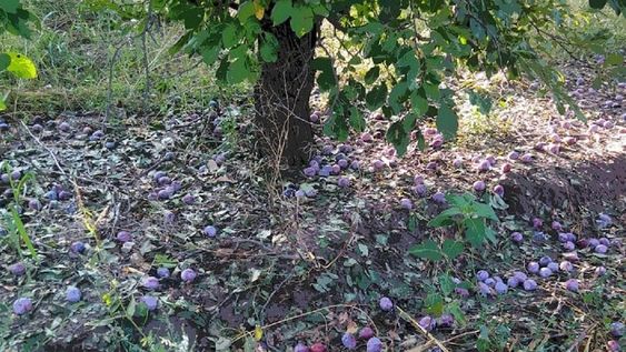 El Fondo para la Transformación y el Crecimiento dispone de líneas de crédito para ayudar a los trabajadores de la tierra cuyos cultivos hayan sido dañados por el granizo (Gentileza / El Cuco Digital)