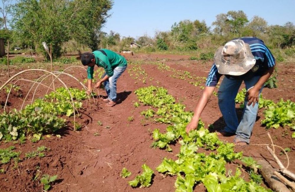 Productores hortícolas y viveristas expresaron su preocupación porque, por la falta de semillas, podría peligrar la siembra de la temporada primavera-verano.