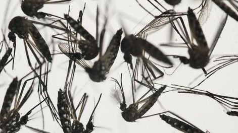 Múltiples repelentes e insecticidas utilizan productos similares para combatir a moscas y mosquitos. Foto: Web