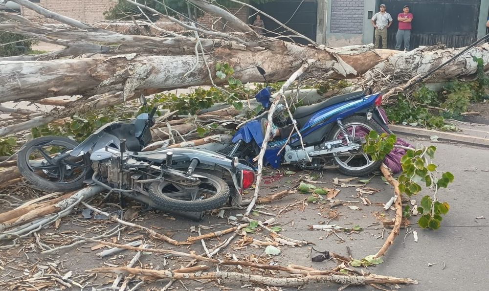 Un motociclista murió y otro resultó herido tras la caída de un árbol por el Zonda en Las Heras