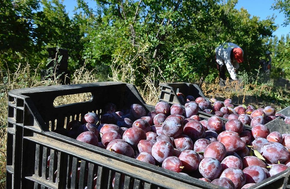 Mendoza concentra la producción nacional de ciruela con destino a industria.