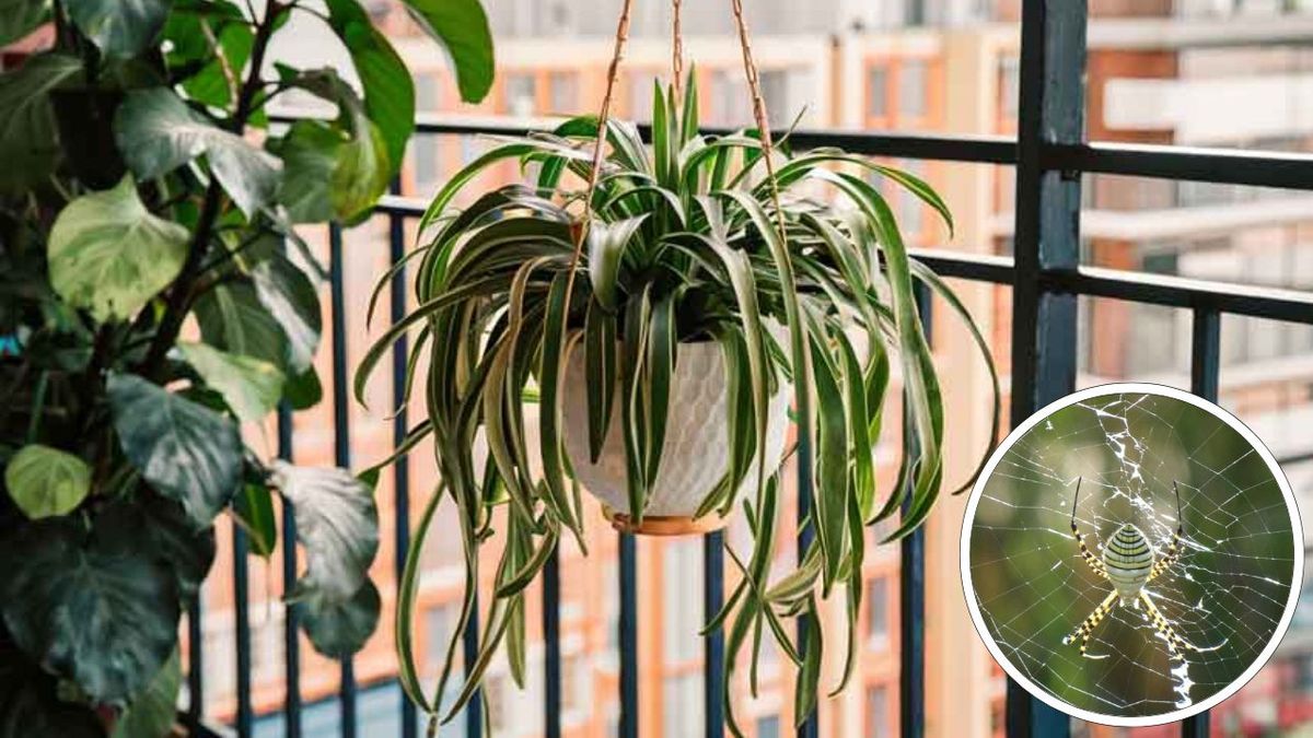 5 plantas en maceta que alejan las arañas del balcón de manera inmediata