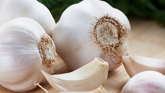 Costos y calidad, la ecuación del ajo mendocino para exportar más