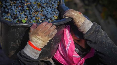 Los Andes | La merma en los rendimientos ha sido favorable en términos de calidad, de acuerdo a la opinón de los enólgos. - Foto: Claudio Gutiérrez / Los Andes