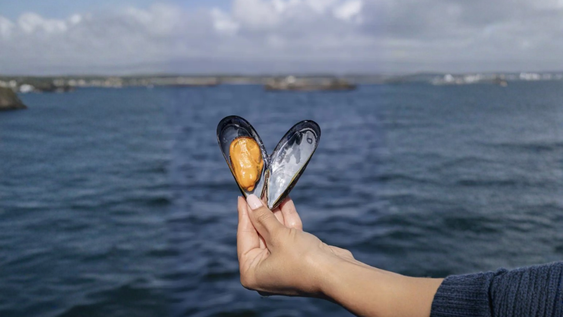 Un concurso de pesca de mejillones en Estados Unidos se ha convertido en una estrategia para erradicarlos y evitar su presencia en barcos y tuberías.