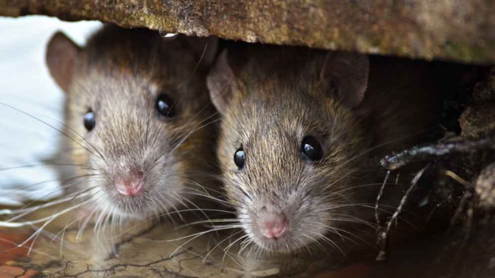 Miles de ratas podrían multiplicarse en los hogares de Alemania por una particular prohibición.
