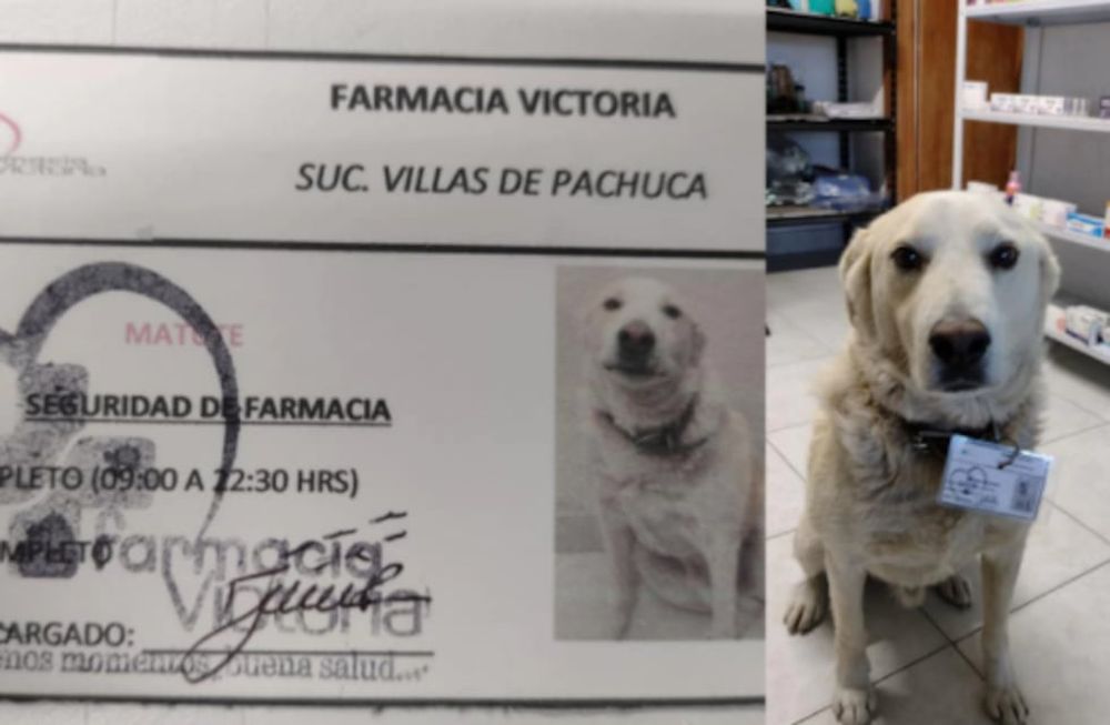Perrito designado jefe de seguridad en una farmacia. Foto: Facebook