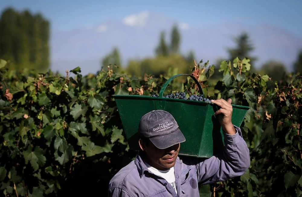 Impacto del Banco de Vinos en los ingresos del sector vitivinícola