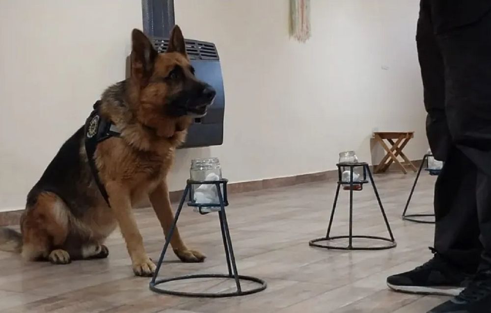 Odorología forense, una técnica científica que permite identificar personas a partir de los olores que dejan en objetos, lugares o cuerpos, mediante el trabajo de perros adiestrados y operadores especializados.