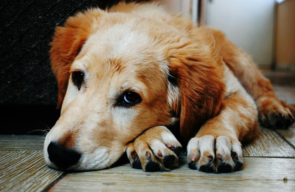 Las razas de perros con menos longevidad