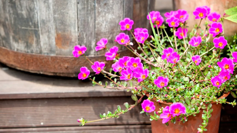 Las plantas más fuertes del jardín transforman la jardinería en algo simple y duradero.