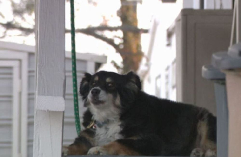 Lulu, el perro border collie que es millonario.