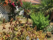 Con un simple ingrediente, es posible atravesar los días más calurosos sin que las plantas del jardín sufran las consecuencias.