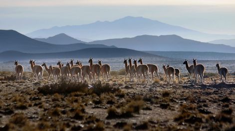 Impresionante: un video inédito revela la mayor migración de guanacos del planeta, en Mendoza