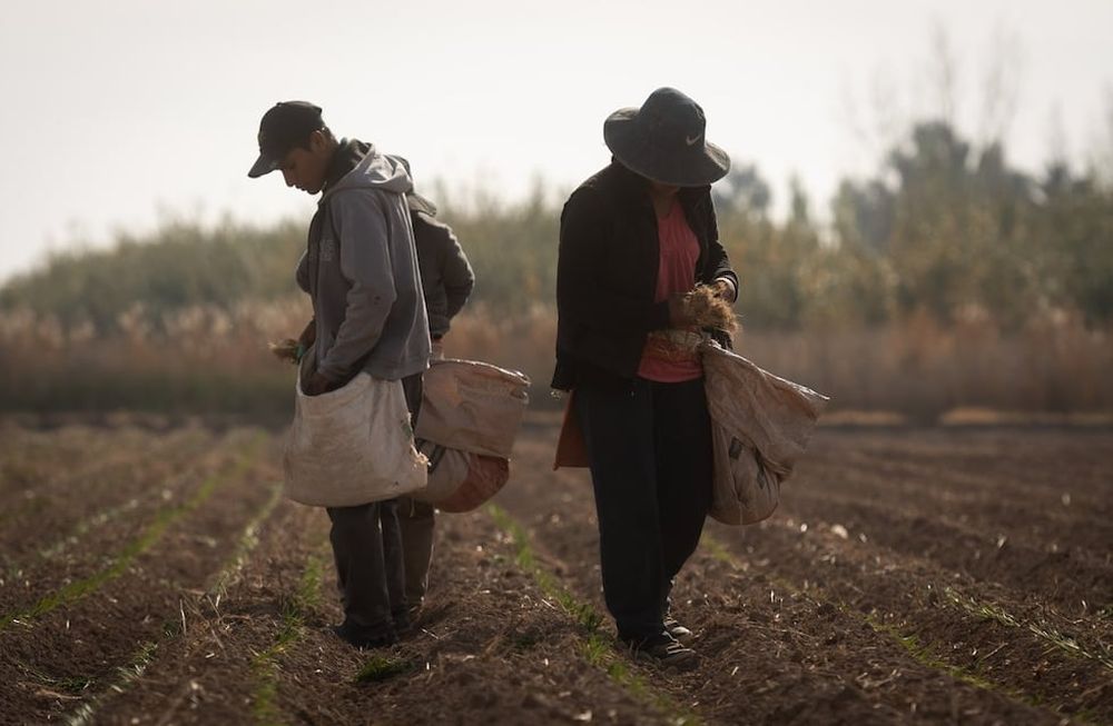 Los ingresos de las zonas rurales acortaron cuatro puntos de distancia con los sueldos urbanos.Alex junto a su hermana Rocío plantando cebolla en la chacra.El 15 de abril, el dueño de una finca en Rodeo del Medio (Maipú) atropelló Axel hijo del contratista Urbano Lamas, con un tractor tras un reclamo de dinero. Al parecer, el propietario les adeudaba cinco meses de salario e intentó sacarlos por la fuerza. La comunidad boliviana reclamó por las condiciones laborales, desde otros productores hasta el mismo consulado. Finalmente, el propietario fue imputado por amenazas y lesiones leves.  Foto: Ignacio Blanco / Los Andes