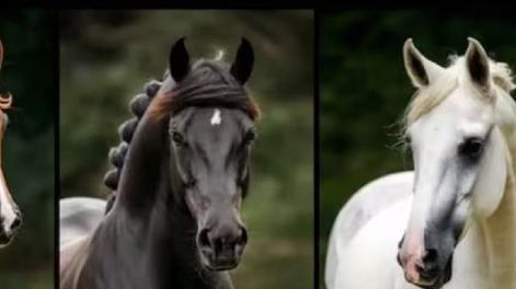 Los Andes | Dependiendo que caballo veas primero es cuán  fuerte es tu carácter