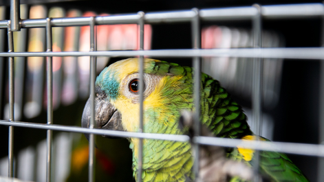 Oscar Mellado en Aconcagua Radio: Es fundamental que consideremos al animal como una persona no humana