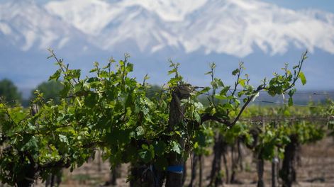 Los Andes | El Día del Vino Argentino se celebra este 24 de noviembre. Esta vez coincide con el tratamiento en Diputados de la tolerancia cero. - Ignacio Blanco / Los Andes