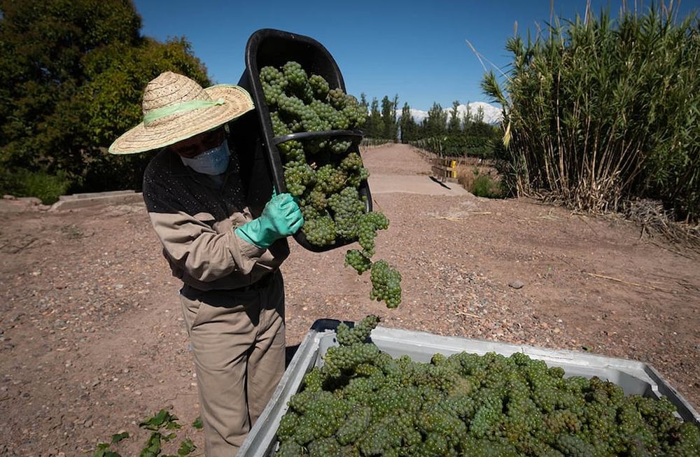 “No hay mucha uva. Se van a llevar una sorpresa”, comentó el titular de la Asociación de Viñateros de Mendoza. Foto: Ignacio Blanco / Los Andes