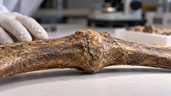 una costilla rota de uno de los t. rex mas grandes conservo durante 66 millones de anos las huellas de su recuperacion