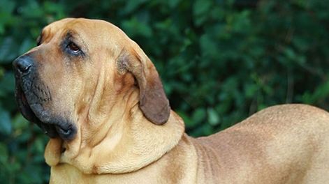 Perro de raza Fila brasileiro (Foto ilustrativa)
